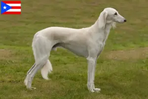 Read more about the article Saluki breeders and puppies in Puerto Rico