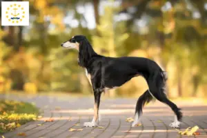 Read more about the article Saluki breeders and puppies in Rhode Island