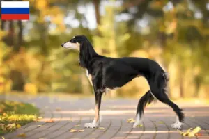Read more about the article Saluki breeders and puppies in Russia