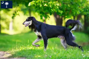 Read more about the article Saluki breeders and puppies in South Carolina