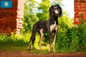 Read more about the article Saluki breeders and puppies in South Dakota