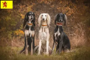 Read more about the article Saluki breeders and puppies in South Holland