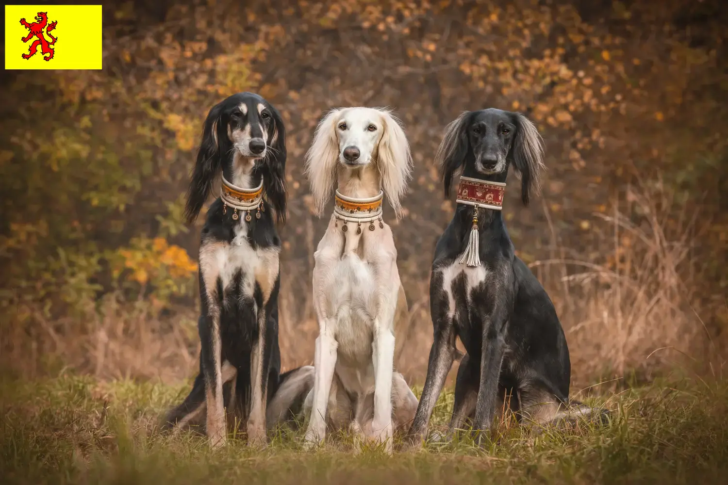 Saluki puppies and breeder South Holland Here you can find Saluki breeders in South Holland.