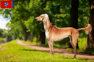 Read more about the article Saluki breeders and puppies in Tennessee