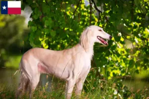 Read more about the article Saluki breeders and puppies in Texas