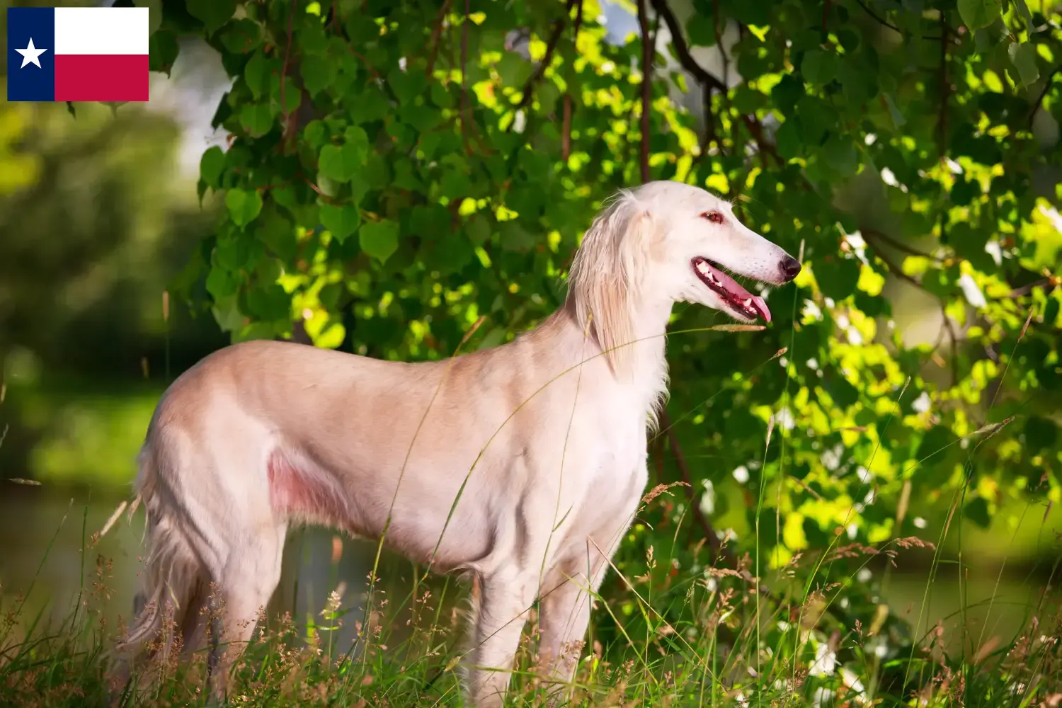 Saluki puppies and breeders Texas Here you can find Saluki breeders in Texas.