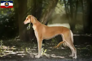 Read more about the article Saluki breeders and puppies in Utah
