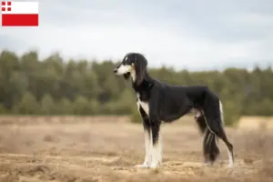 Read more about the article Saluki breeders and puppies in Utrecht