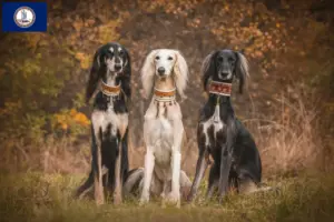 Read more about the article Saluki breeders and puppies in Virginia