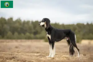Read more about the article Saluki breeders and puppies in Washington