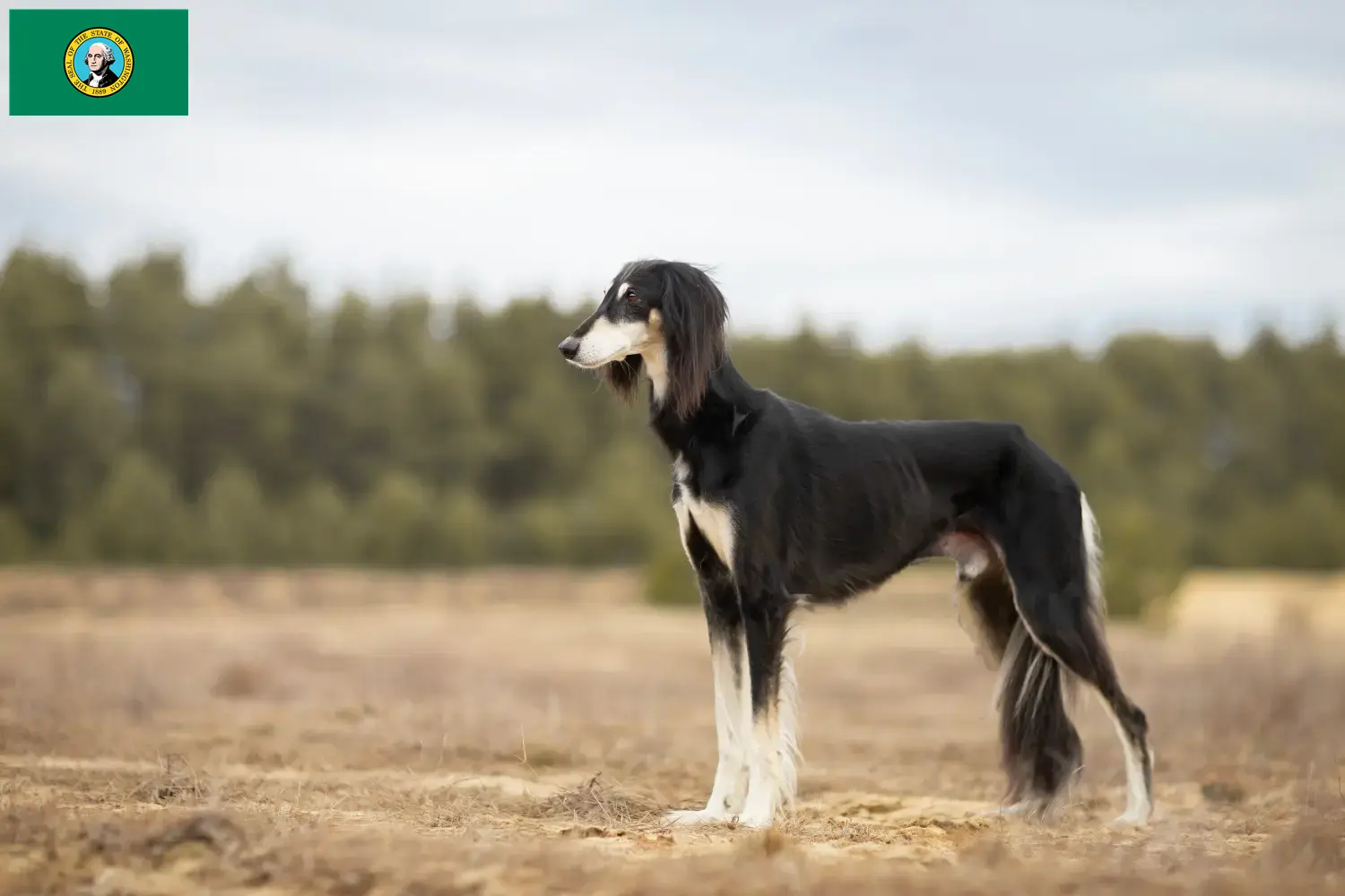 Saluki puppies and breeders Washington Find Saluki breeders in Washington here.