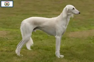 Read more about the article Saluki breeders and puppies in West Virginia