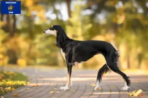 Read more about the article Saluki breeders and puppies in Wisconsin