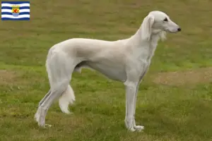 Read more about the article Saluki breeders and puppies in Zeeland