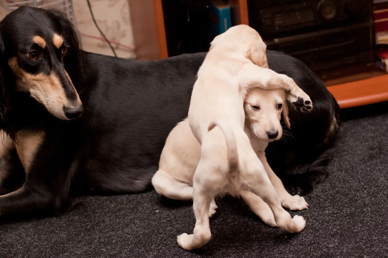 Buying a Saluki puppy means taking responsibility! Buy Saluki puppies.