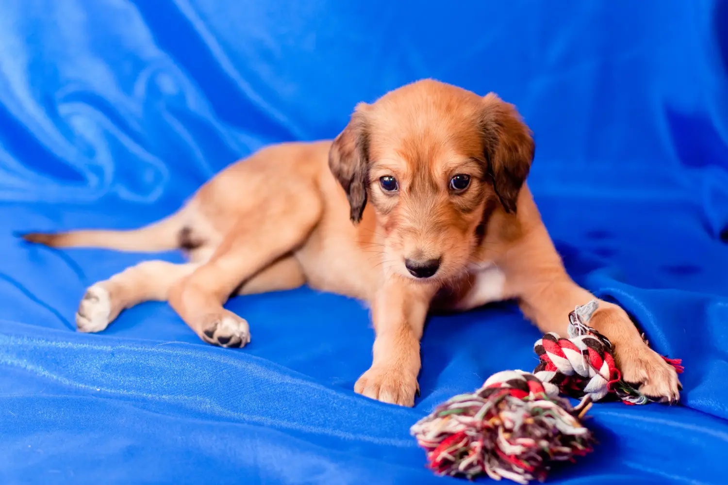 Buying a Saluki puppy means taking responsibility! Buy Saluki puppies.