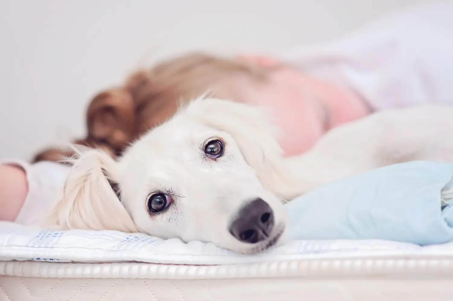 Buying a Saluki puppy means taking responsibility! Buy Saluki puppies.