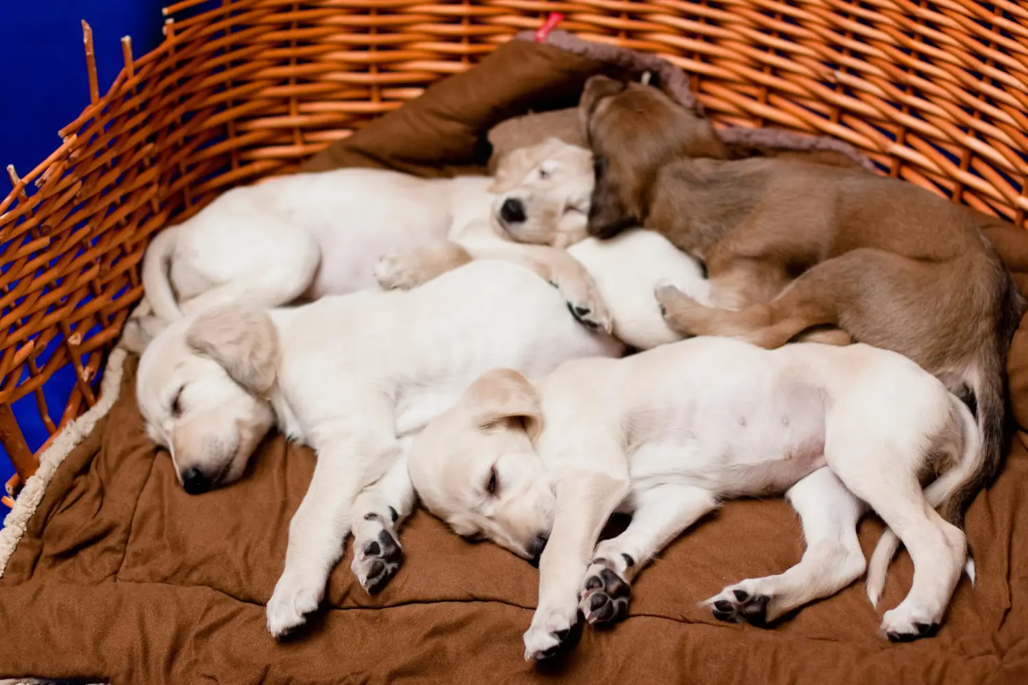 Buying a Saluki puppy means taking responsibility! Buy Saluki puppies.