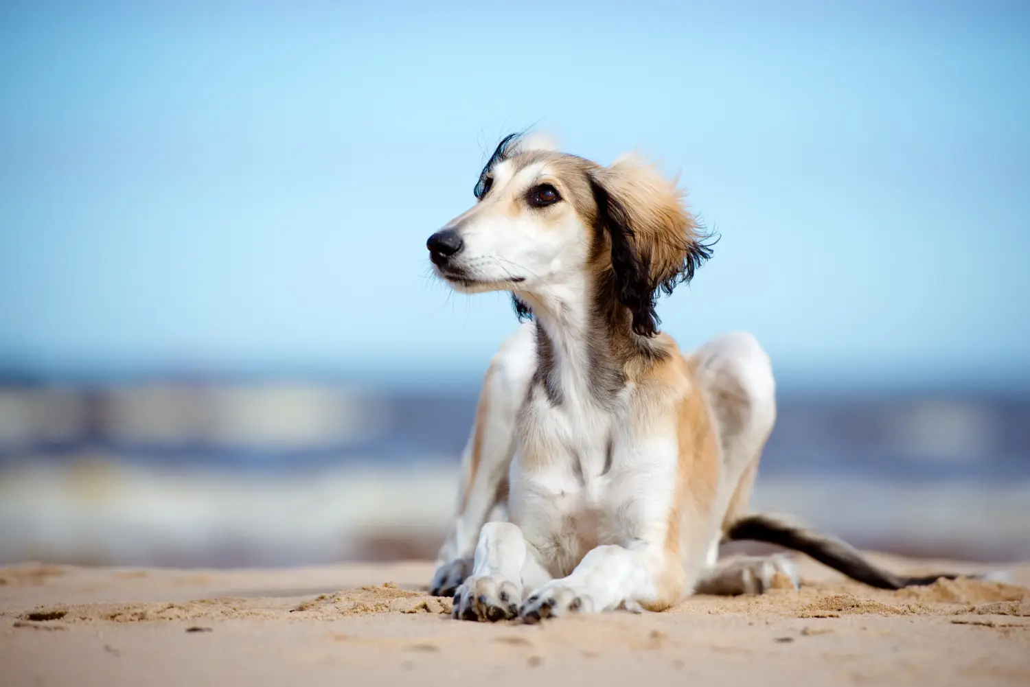 Buying a Saluki puppy means taking responsibility! Buy Saluki puppies.