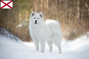 Read more about the article Samoyed breeders and puppies in Alabama