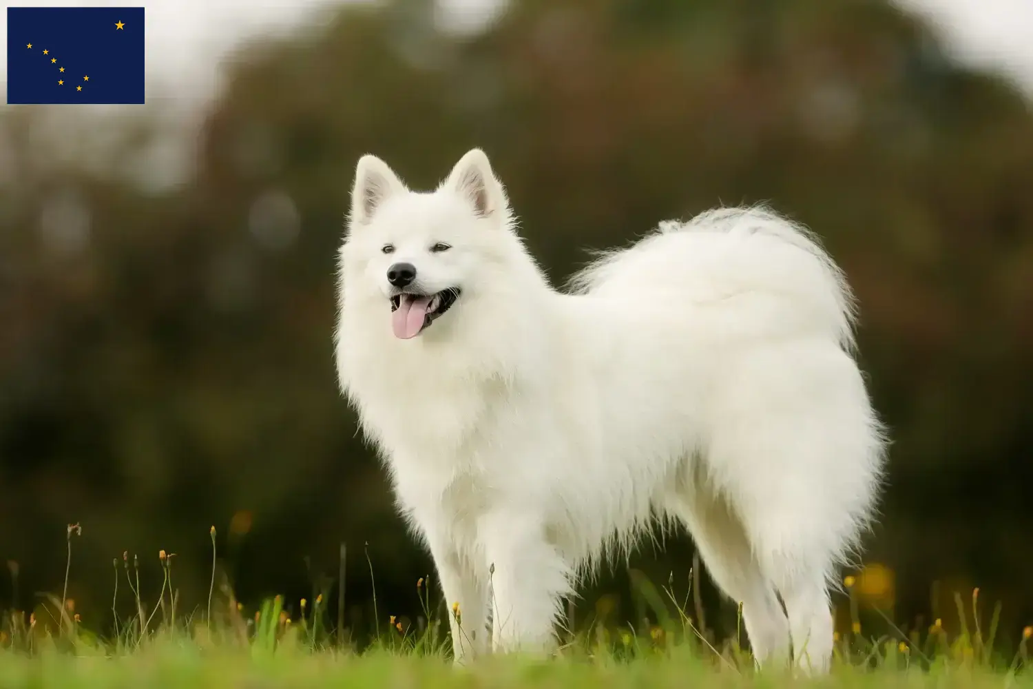Samoyed puppies and breeders Alaska Here you can find Samoyed breeders in Alaska.