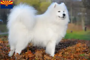 Read more about the article Samoyed breeders and puppies in Arizona