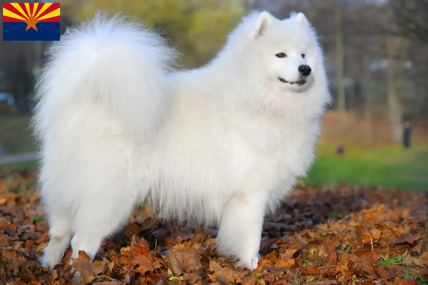 Samoyed puppies and breeder Arizona Find Samoyed breeders in Arizona here.