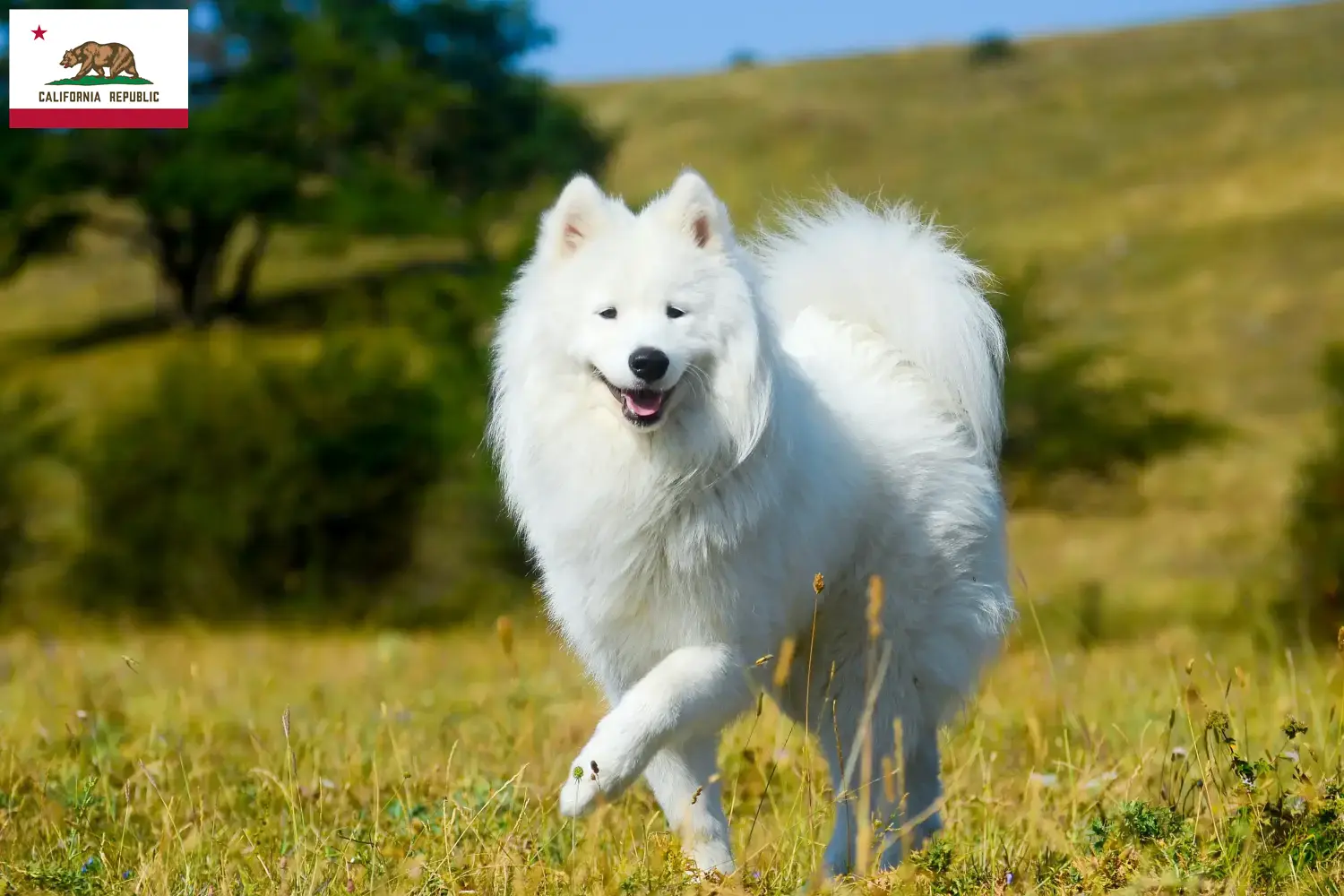 Samoyed puppies and breeder California Find Samoyed breeders in California here.