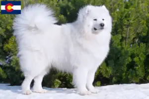 Read more about the article Samoyed breeders and puppies in Colorado