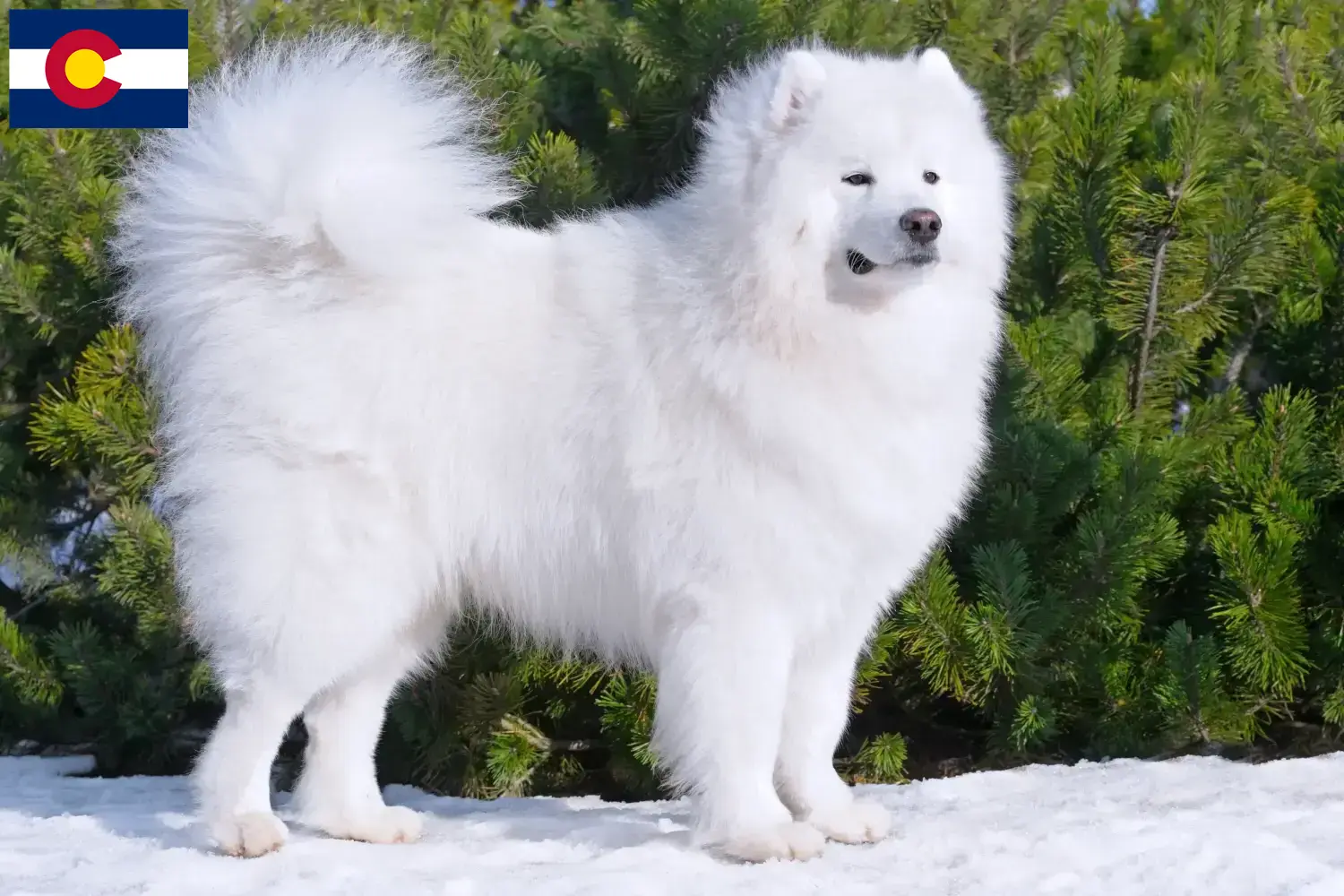 Samoyed puppies and breeders Colorado Find Samoyed breeders in Colorado here.
