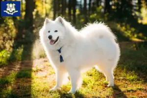 Read more about the article Samoyed breeders and puppies in Connecticut