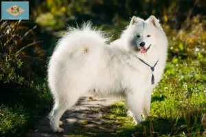 Read more about the article Samoyed breeders and puppies in Delaware