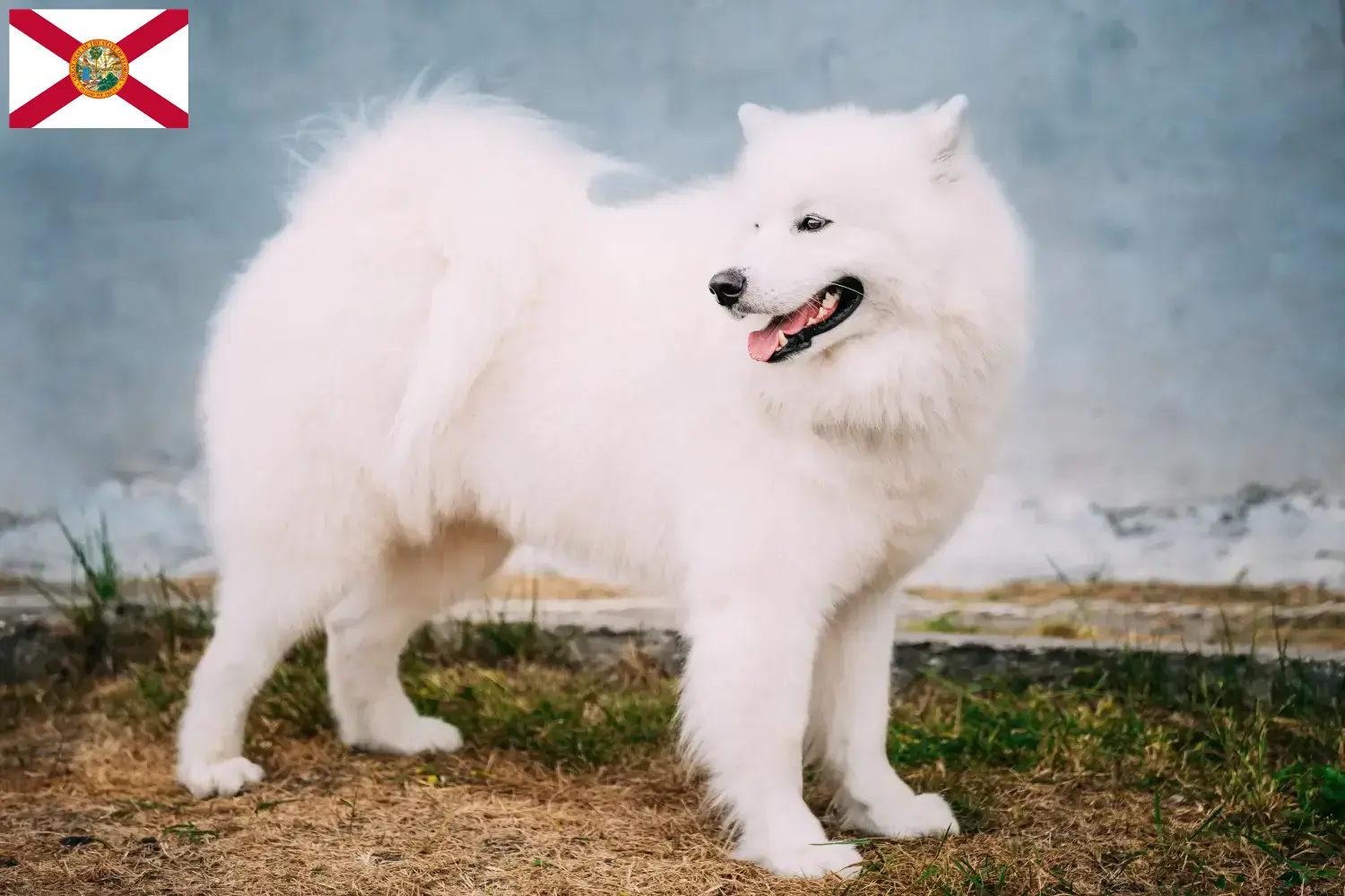 Samoyed puppies and breeders Florida Find Samoyed breeders in Florida here.