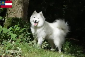 Read more about the article Samoyed breeders and puppies in Georgia