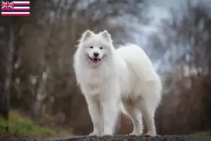 Read more about the article Samoyed breeders and puppies in Hawaii
