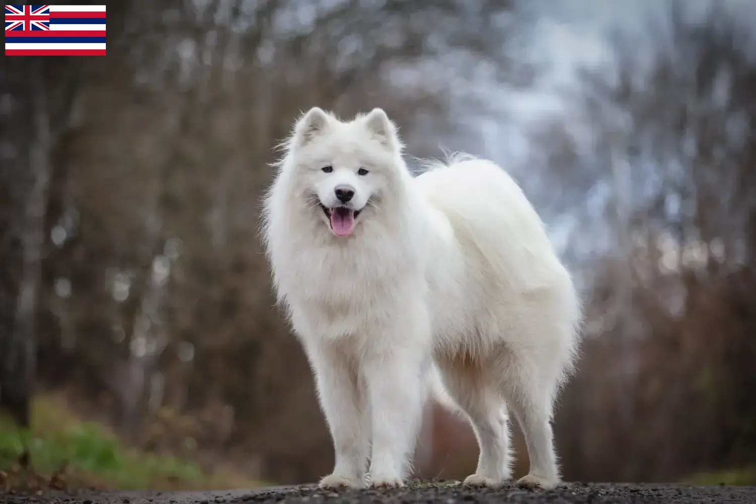 Samoyed puppies and breeders Hawaii Here you can find Samoyed breeders in Hawaii.