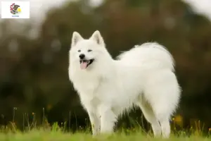 Read more about the article Samoyed breeders and puppies in Illinois