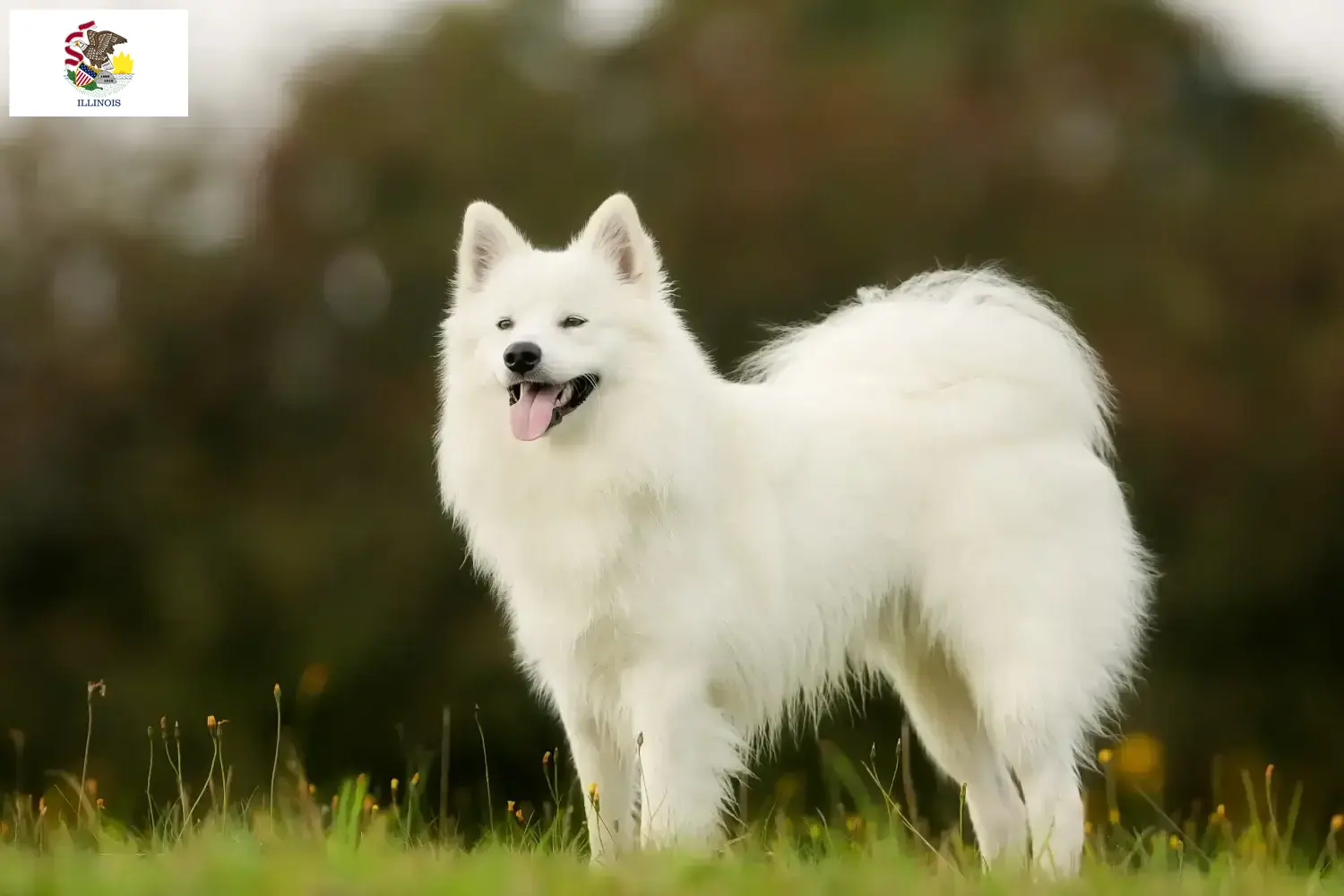 Samoyed puppies and breeders Illinois Find Samoyed breeders in Illinois here.