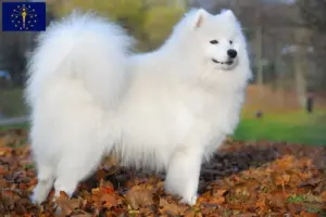 Read more about the article Samoyed breeders and puppies in Indiana
