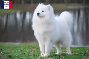 Read more about the article Samoyed breeders and puppies in Iowa