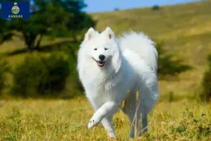 Read more about the article Samoyed breeders and puppies in Kansas