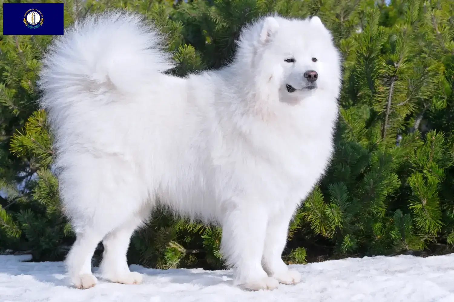 Samoyed puppies and breeders Kentucky Here you can find Samoyed breeders in Kentucky.