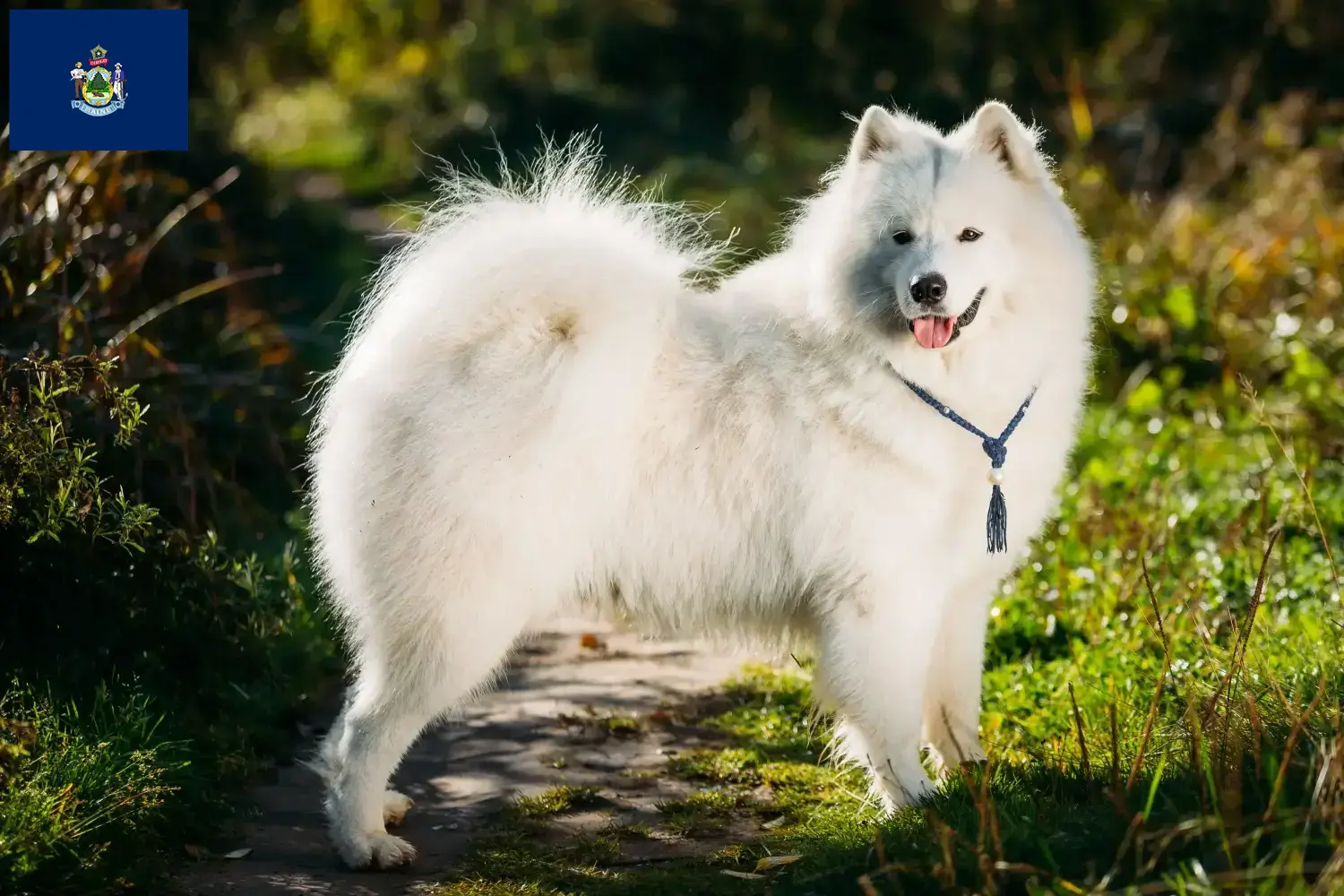 Read more about the article Samoyed breeders and puppies in Maine