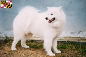 Read more about the article Samoyed breeders and puppies in Maryland
