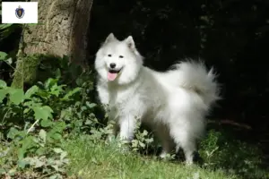 Read more about the article Samoyed breeders and puppies in Massachusetts