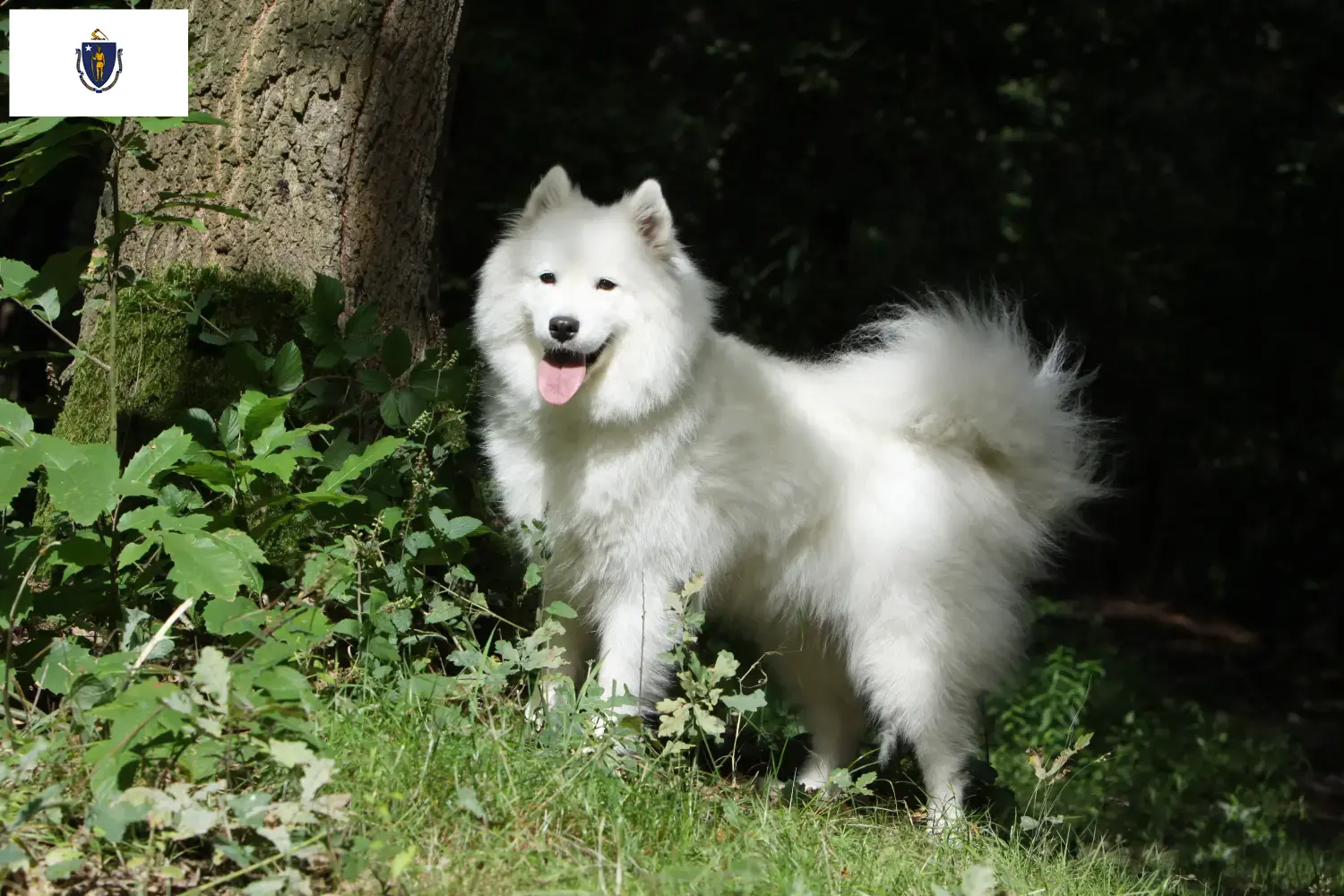 Samoyed puppies and breeders Massachusetts Find Samoyed breeders in Massachusetts here.