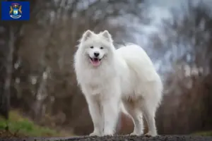 Read more about the article Samoyed breeders and puppies in Michigan