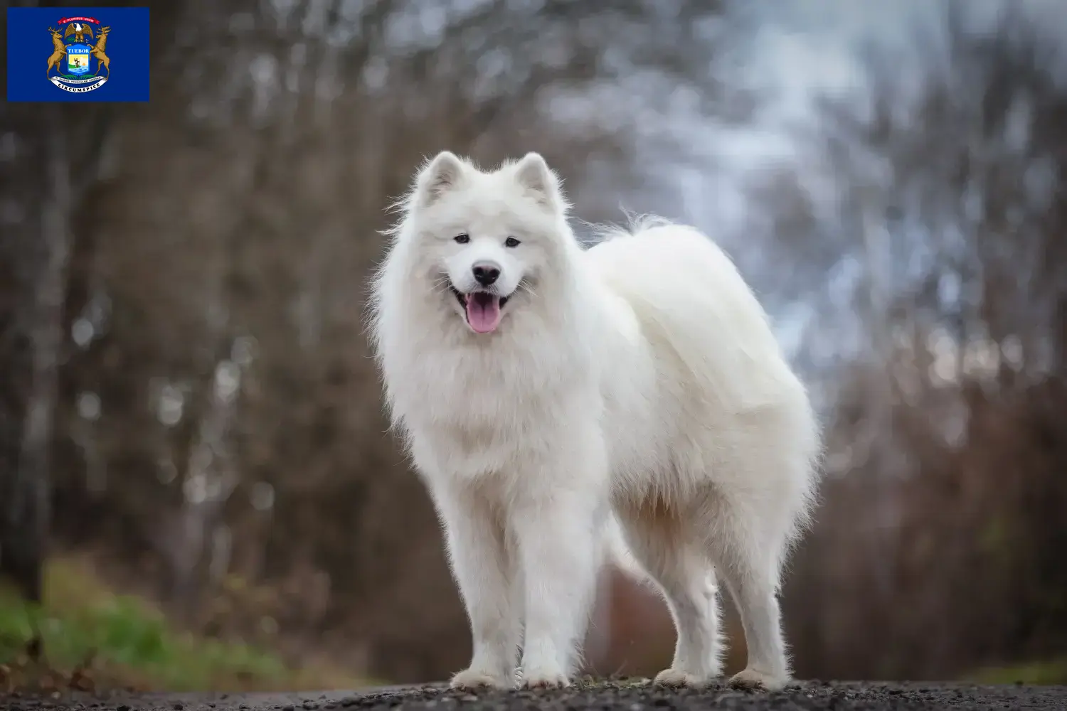 Samoyed puppies and breeders Michigan Find Samoyed breeders in Michigan here.