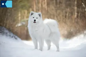 Read more about the article Samoyed breeders and puppies in Minnesota