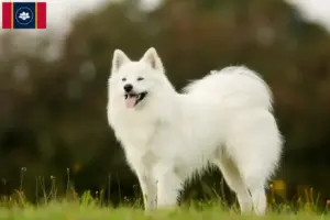 Read more about the article Samoyed breeders and puppies in Mississippi